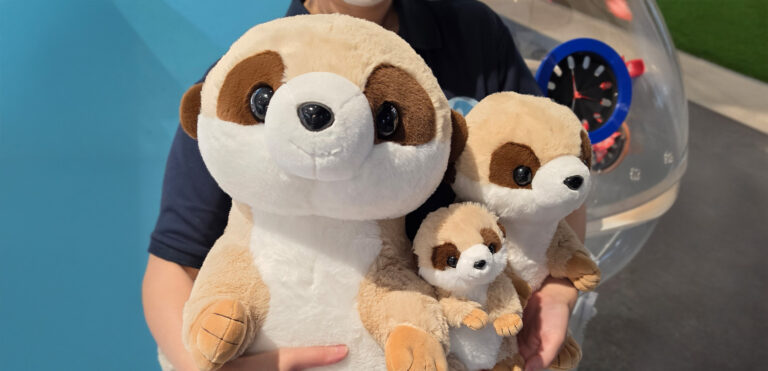 大人気ぬいぐるみくじにミーアキャットが登場！